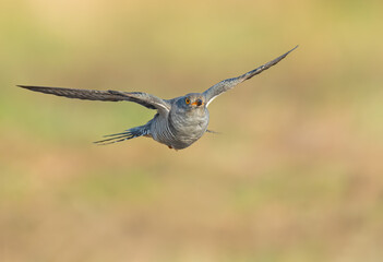 On the fly spring, Common Cuckoo