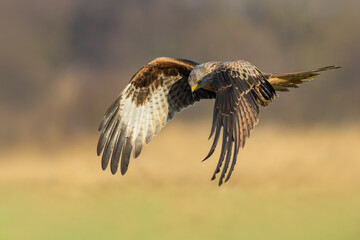 Flight over the meadow, Red Kite