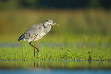 Spring foraging for food at sunrise on a dry pond, Grey Heron