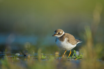Looking for food on a dry pond, Common Ringed Plover
