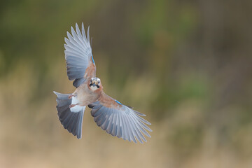 Flights over the meadow early in the morning, Eurasian Jay