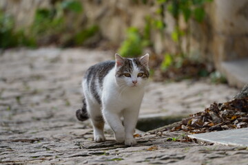 Chat en promenade