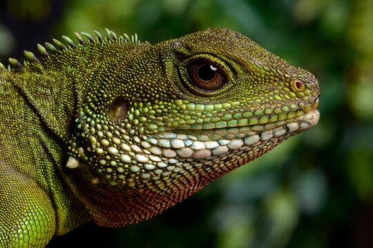 Green water dragon // Gr&uuml;ne Wasseragame (Physignathus cocincinus)