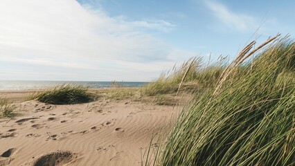 sand dunes and grass, beach, Netherlands, Noordwijk, Ocean, seaside, footsteps, dune, sky, 