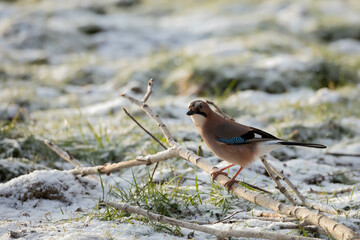 Sojka Zwyczajna Garrulus glandarius