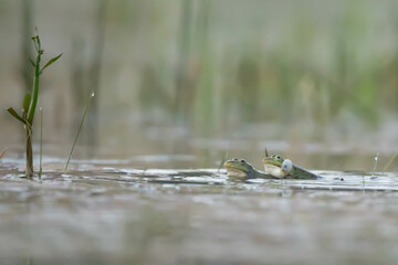 Żaba, lithobates catesbeianus, Rana catesbeiana