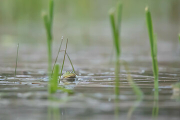 Żaba, lithobates catesbeianus, Rana catesbeiana
