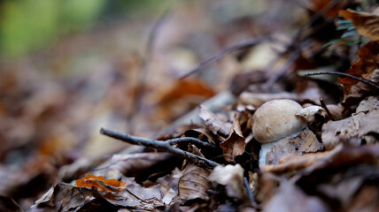 Autumn in the Carpathian mountains
