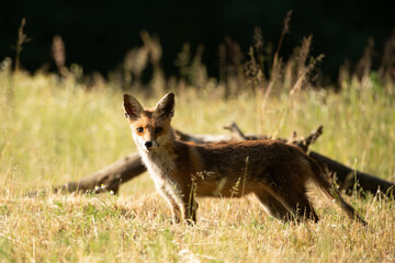 Red fox Vulpes Vulpes © Robert
