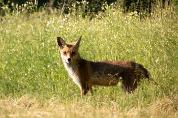 Red fox Vulpes Vulpes