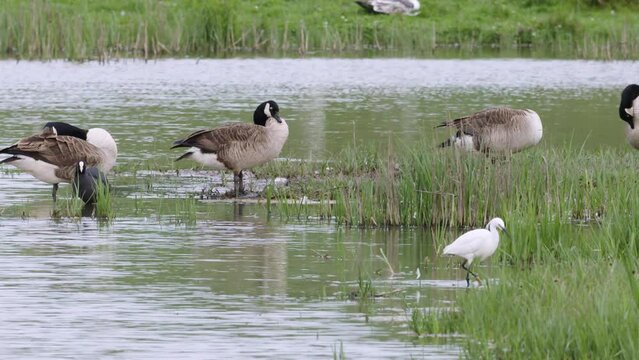 Wetland birds preening Canadian goose Great White Egret South Milton, Devon, UK