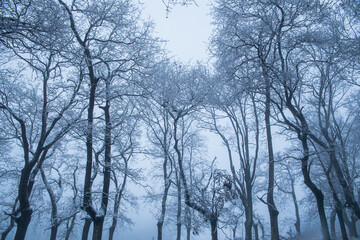 Forest of snowy trees on a winter's day