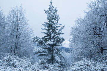 View of a forest with snowy pine trees on a cold foggy day