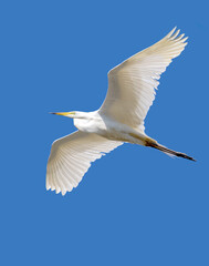 pure white large heron in flight on blue sky background