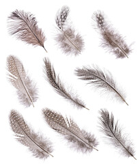 nine luffy and spotted feathers on white