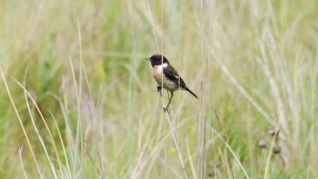 Male Stonechat bird resting summer morning at South Milton Ley, South Devon, UK