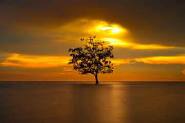 tree standing upright in the middle of the ocean during sunset