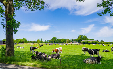 frisian cows in a meadow - 673131439