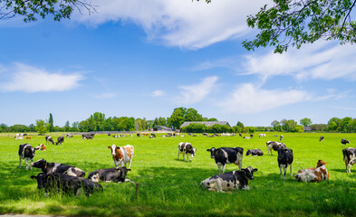 frisian cows in a meadow - 673131487