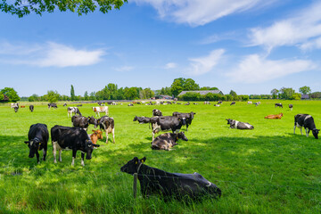 frisian cows in a meadow - 673131664