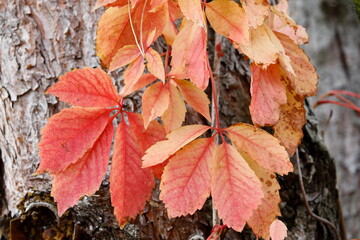 Herbstfärbung im Garten - Blätter einer Jungfernrebe
