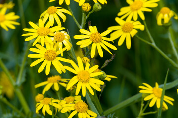Jakobs-Greiskraut (Senecio jacobaea)	