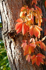 Herbstfärbung im Garten - Blätter einer Jungfernrebe
