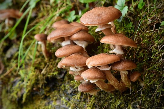 Piękne, dorodne grzyby opieńki miodowe (Armillaria mellea) rosnące na skarpie