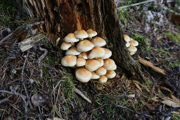 Sulphur tuft mushroom in the forest