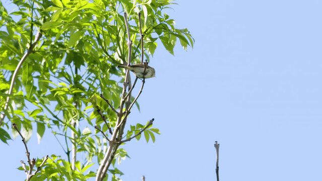 Chiffchaff bird calling mating display summer morning South Devon, UK