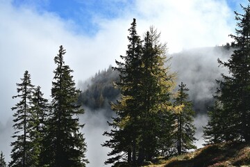 Drzewa pośród mgły w alpejskim, wysokogórskim lesie