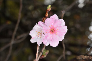 京都御所の十月桜