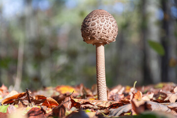 Young Parasol mushroom in the stage of an unopened egg-shaped cap. Wonderful edible mushroom Macrolepiota procera or Lepiota protsera.