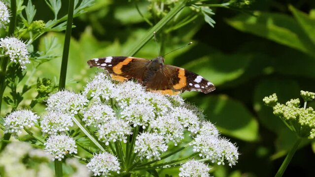 Red Admiral butterfly displaying on umbellifer summer morning South Devon UK