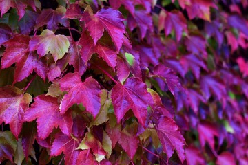 Piękne, purpurowe liście jesienią winobluszcza trójklapowego (Parthenocissus tricuspidata) - obrazy, fototapety, plakaty