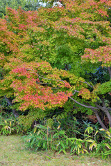 朱雀の森の紅葉