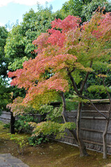 朱雀の森の紅葉