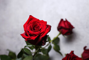 red rose on a gray background