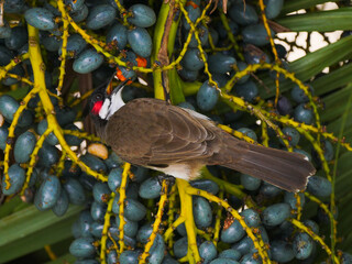 Red Whiskered Bulbul bird eating drupe seeds from palm tree in Mauritius 
