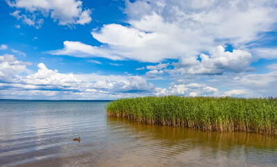 Summer landscape with a lake with ducks, shrubs, grass on a background of blue sky with white clouds