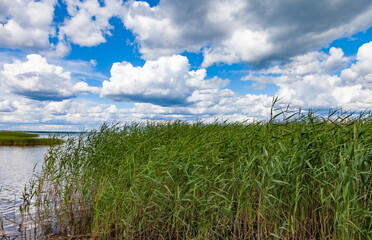 Summer landscape with a lake and grass on a background of blue sky with white clouds