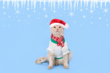 Cat wearing red Santa Claus cap hat. Christmas cat card. Happy Christmas. Holiday card. Web banner with copy space. Santa's helper. Ginger Cat on blue background. Happy New Year. Starry sky Snowflake 