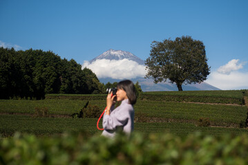 Mt.Fuji and Tea farm in spring at Shizuoka prefecture with cloudy sky