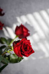 roses on a gray background with a gobo light