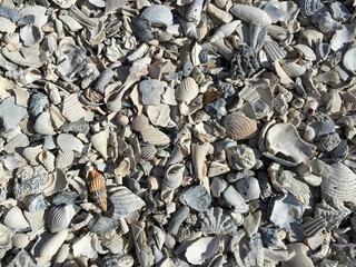 Full frame shot of seashells at Dunedin Beach, Florida