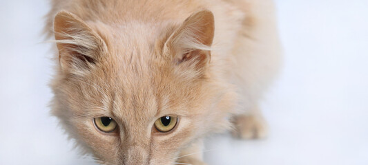Cute Beautiful Cat looks at the camera. Kitten on white background. Without people. Close-up of a cute ginger cat. Studio portrait of a red cat. Pet shop. Close-up of the cat's face, eyes, ears