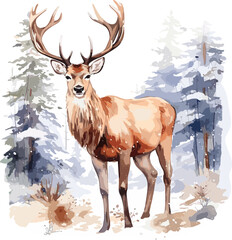 Watercolor stag, buck deer illustration.