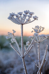 Dill blossom with ice crystals on a cold winter's day as an ice flower in the evening sky