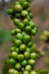Green coffee beans stick to the branches