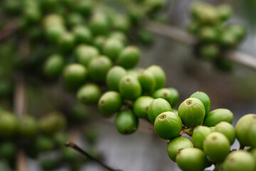 Green coffee beans stick to the branches